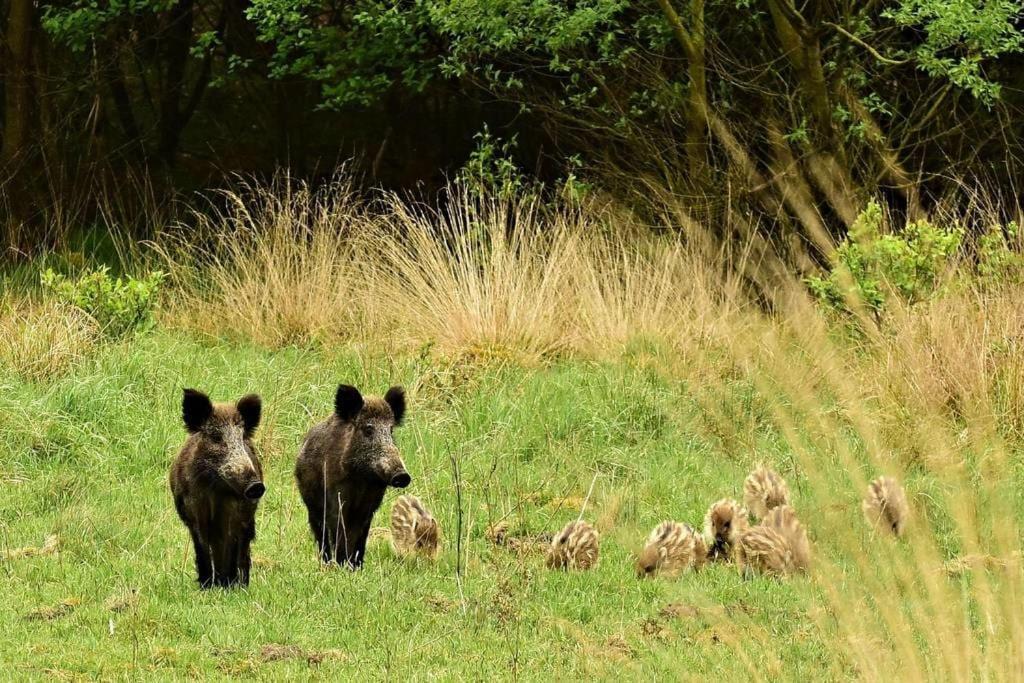 Reewold Veluwe Villa Putten Kültér fotó