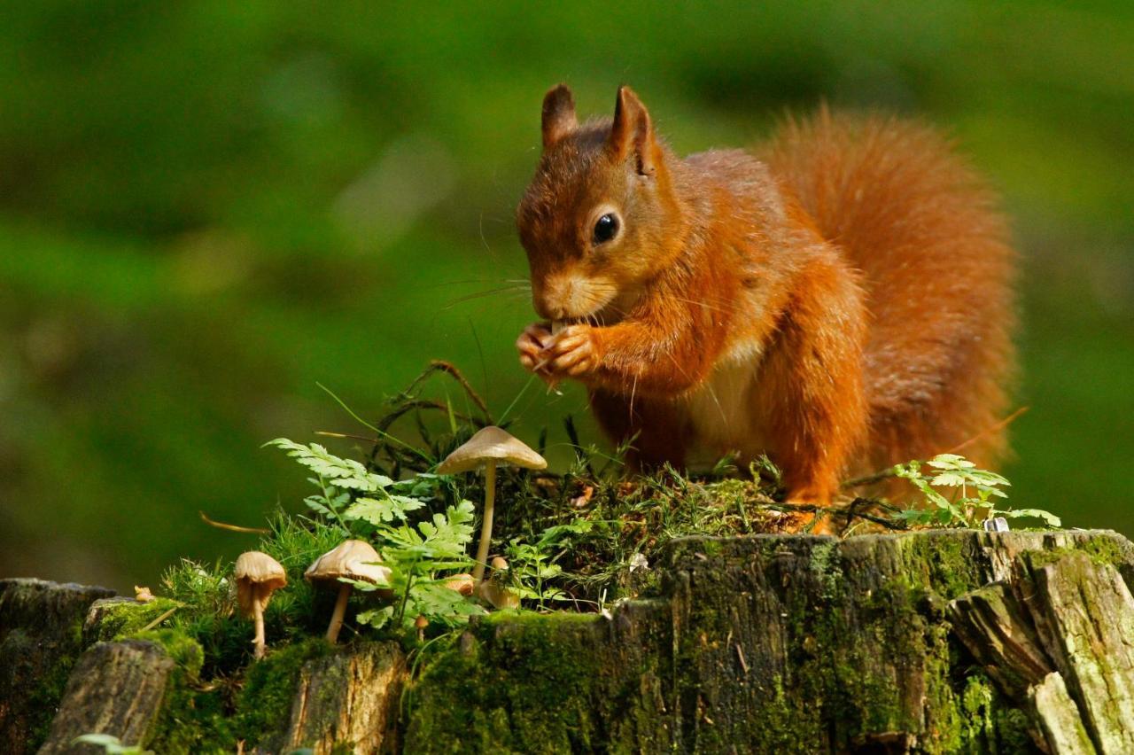 Reewold Veluwe Villa Putten Kültér fotó