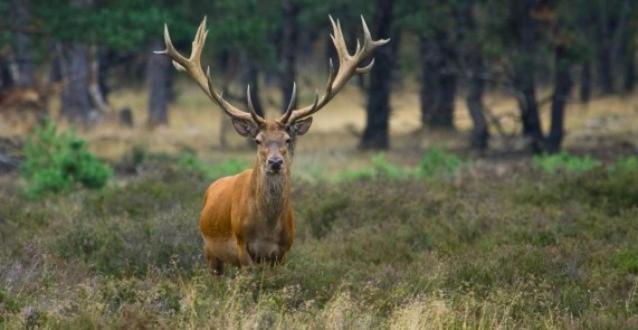 Reewold Veluwe Villa Putten Kültér fotó