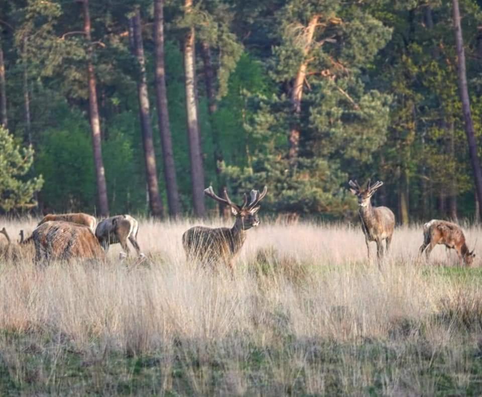 Reewold Veluwe Villa Putten Kültér fotó